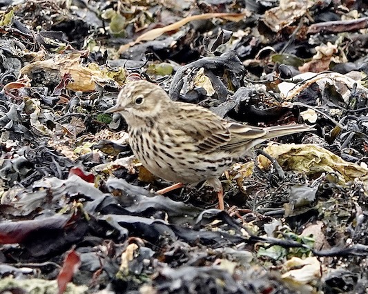 meadow pipit